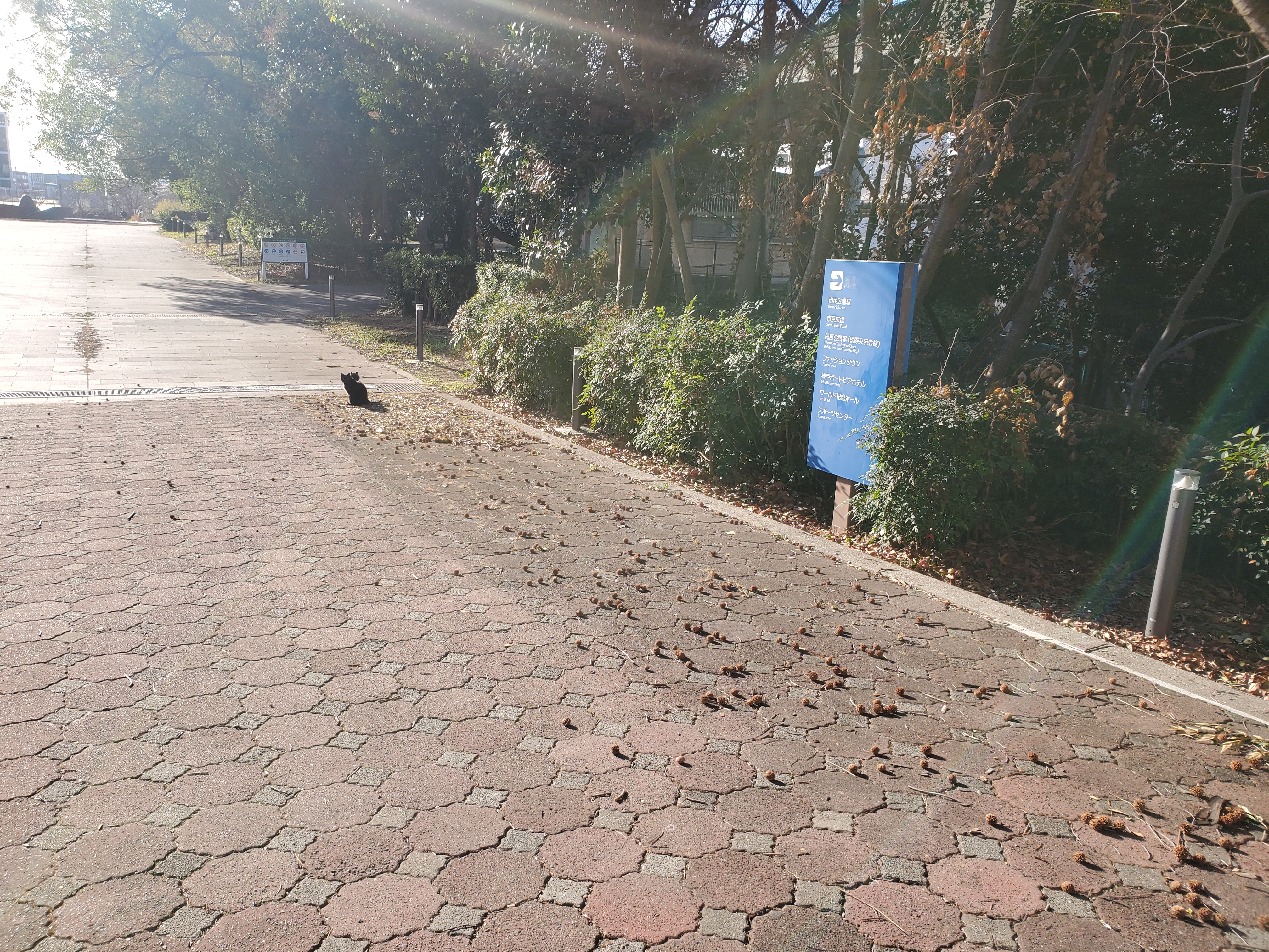 先看到黑猫出来了