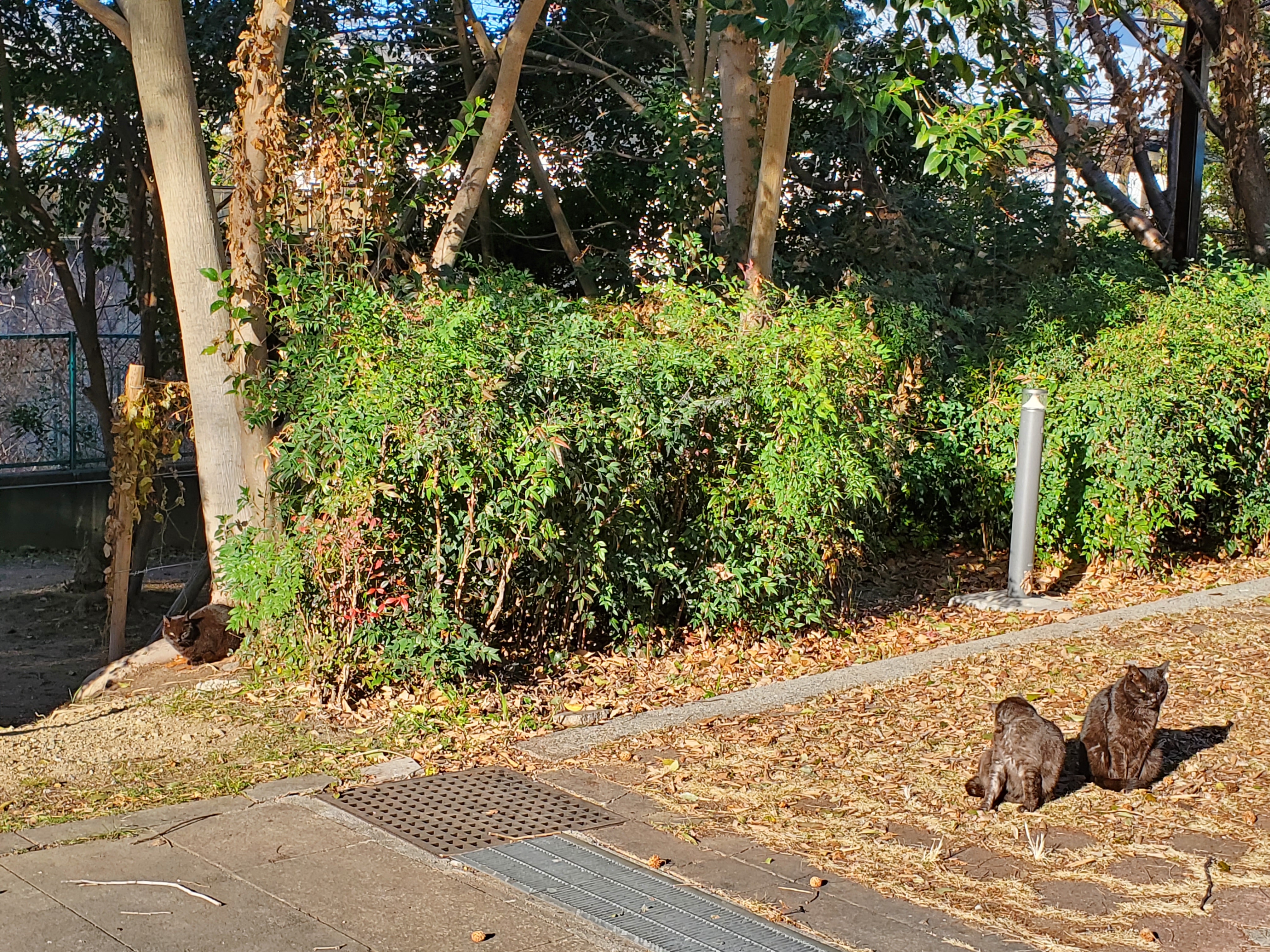 原来在躲在后面